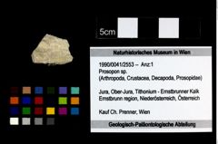 Foto (Objekt + Etikett) von Prosopon sp.  (NHMW-GEO-1990-0041-2553)